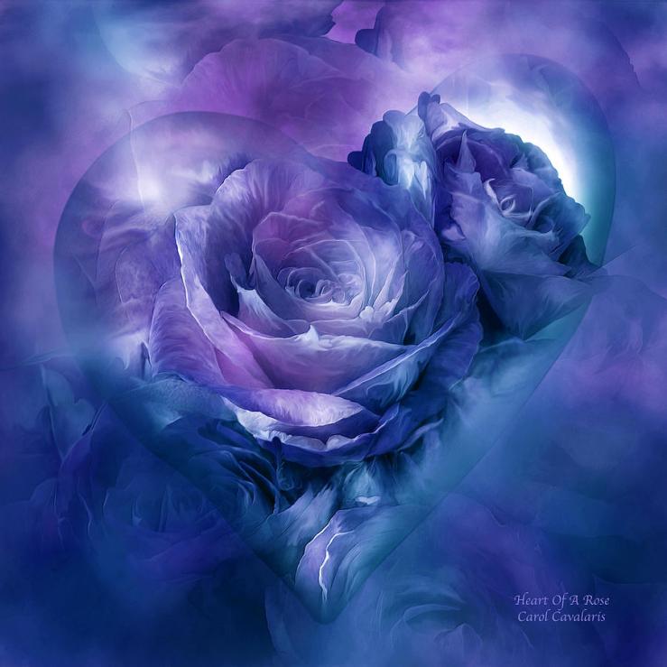 heart-of-a-rose-lavender-blue-carol-cavalaris